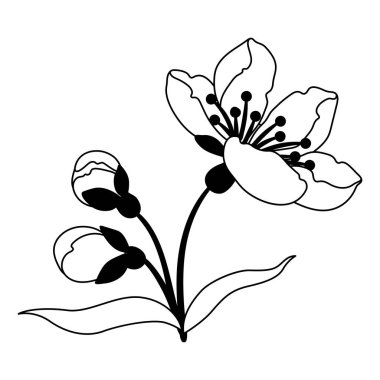 Bahar çiçeği tomurcuklarının resmi. Elma, sakura veya kiraz çiçeği. Güzel dekoratif çiçek açan bitki.