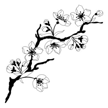 Çiçekli dalın tasviri. Elma, sakura veya kiraz çiçeği. Güzel dekoratif çiçek açan bitki.