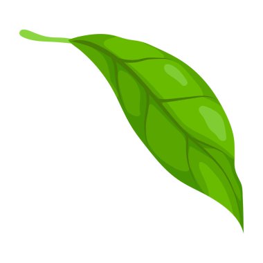 Yaprak tasviri. Bahar ya da yaz stilize yapraklar. Mevsimlik bitki görüntüsü.