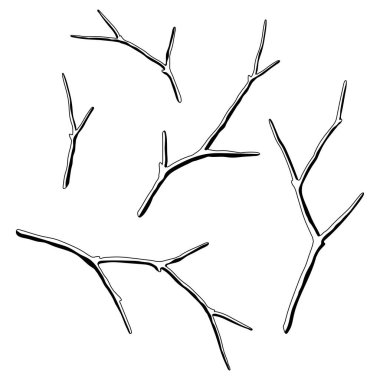 Kuru dallar seti. Dekoratif doğal dallar. Sonbahar ya da kış çizimleri.