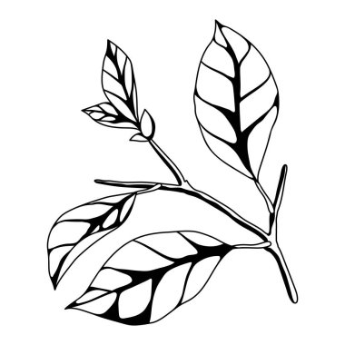 Yapraklı dalın tasviri. Bahar ya da yaz stilize yapraklar. Mevsimlik bitki görüntüsü.