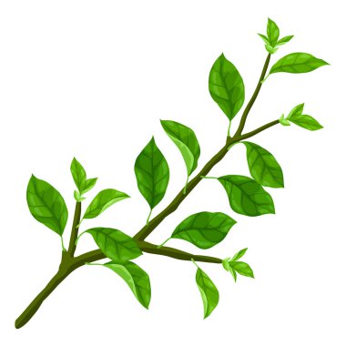 Yapraklı dalın tasviri. Bahar ya da yaz stilize yapraklar. Mevsimlik bitki görüntüsü.