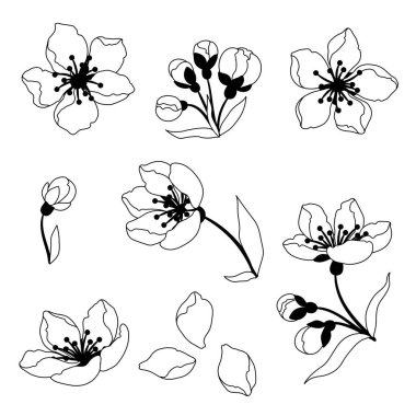 Bahar çiçekleri. Elma, sakura veya kiraz çiçeği. Güzel dekoratif bitkiler. Doğal illüstrasyon.