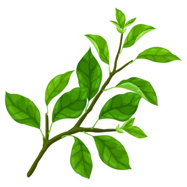 Yapraklı dalın tasviri. Bahar ya da yaz stilize yapraklar. Mevsimlik bitki görüntüsü.