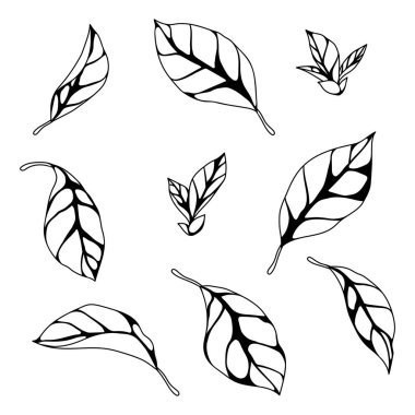 Yaprak seti. Bahar ya da yaz stilize yapraklar. Mevsimsel illüstrasyon.