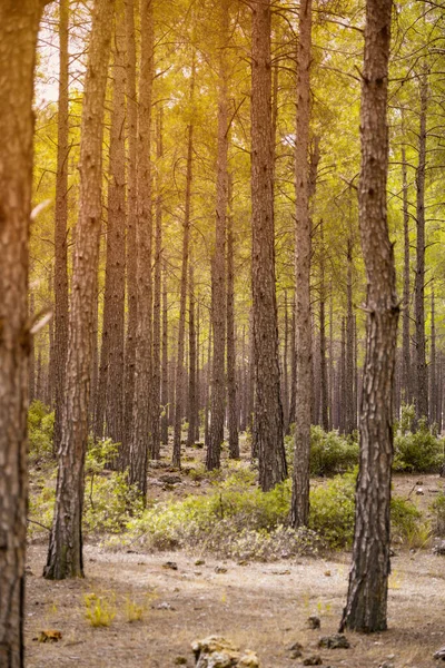 Günbatımı Manzarası Sonbaharda Çam Ağacı Ormanındaki Tek Bir Ağaca Odaklandı — Stok fotoğraf