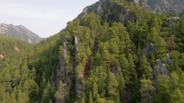 Bosque Pinos Colina Situada Ladera Montaña — Vídeos de Stock