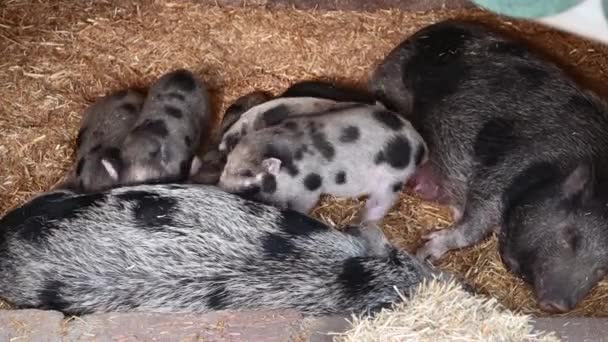 Domestic Goettingen Pig Lives Zoo Suckles Its Cubs — Stock Video