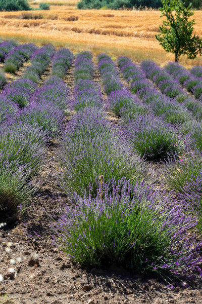 Поле цветов лаванды в солнечный день