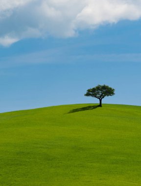 Tuscany kırsalında, İtalya 'da mavi gökyüzünün önündeki yemyeşil çimenler üzerinde yalnız bir ağaç.