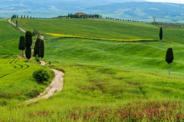 Toskana 'nın tepeleri. İlkbaharda Val d 'Orcia manzarası. Selvi, tepeler ve yeşil çayırlar