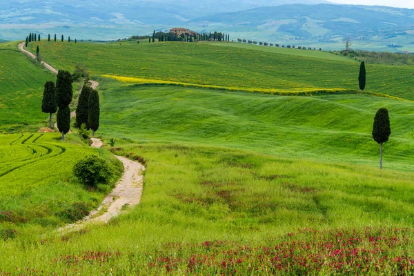 Холмы Тосканы Весенний Пейзаж Валь Орча Кипарисы Холмы Зеленые Луга — стоковое фото