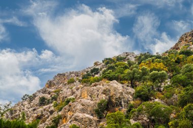 Güneşli bir günde ağaçlı Rocky Hill