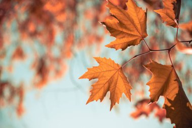 Sonbaharda mavi güneşli gökyüzünün önündeki sarı yaprak yaprakları