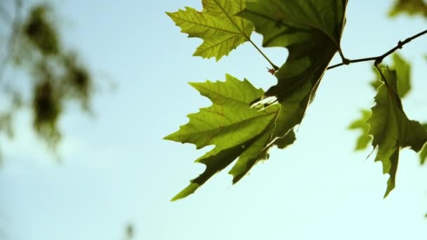 Зелене Листя Плоскої Деревини Перед Блакитним Сонячним Небом Восени — стокове відео