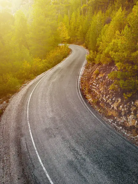 Sonbaharda her iki tarafında çam ağaçları olan orman yolunun havadan görünüşü