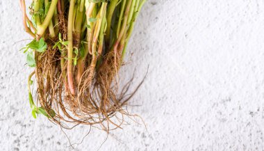 Doğal purslane kökleri ve kökleri beyaz taş masa üzerinde.
