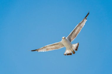 Mavi gökyüzünde uçup kameraya bakan martılar.