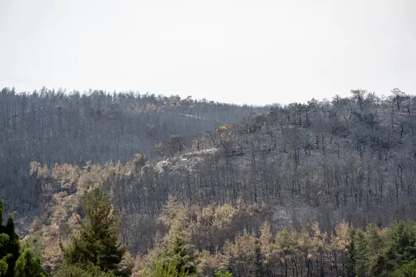 stock image Dead trees and dead forest after a massive forest fire. Natural disaster forest fire