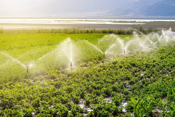 stock image Automatic Sprinkler irrigation system watering in the vegetable farm. Selective focus and motion blur