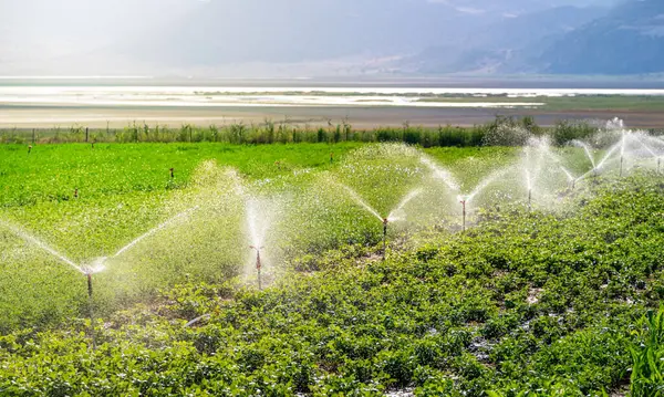 stock image Automatic Sprinkler irrigation system watering in the vegetable farm. Selective focus and motion blur