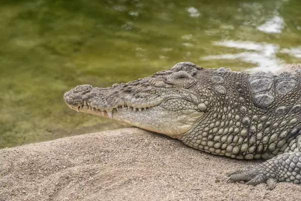 stock image Close-up shot of crocodile's head resting in the shade