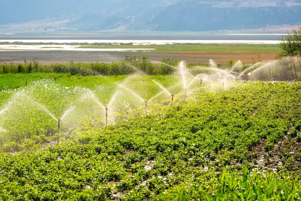 stock image Automatic Sprinkler irrigation system watering in the vegetable farm. Selective focus and motion blur