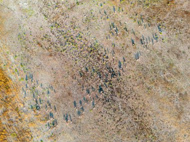 Burdur 'daki kurumuş Karatas Gölü' nde otlayan bir koyun sürüsü.