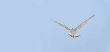 Mavi gökyüzünde uçup kameraya bakan martılar.