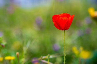 Bahar otlağında kırmızı bir gelincik çiçeğinin yakın çekimi