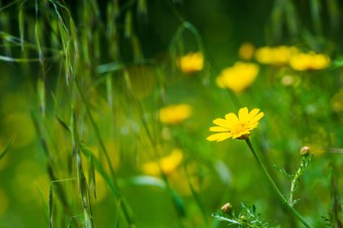 Çayırda açan sarı kır çiçeğinin yakın çekimi.