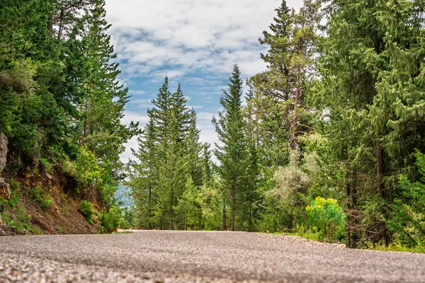 Bulutlu bir gökyüzünün altında, verimli bir çam ormanının içinden geçen asfalt yol.
