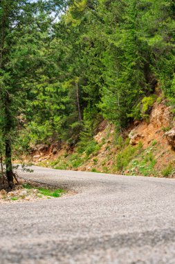 Bulutlu bir gökyüzünün altında, verimli bir çam ormanının içinden geçen asfalt yol.