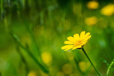 Çayırda açan sarı kır çiçeğinin yakın çekimi.