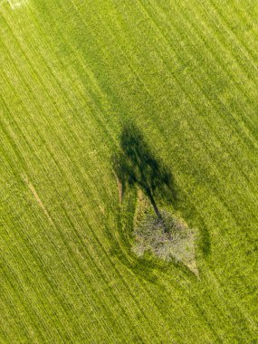 Yapayalnız bir ağacın olduğu bir tarlanın yukarıdan yukarıdan görünüşü