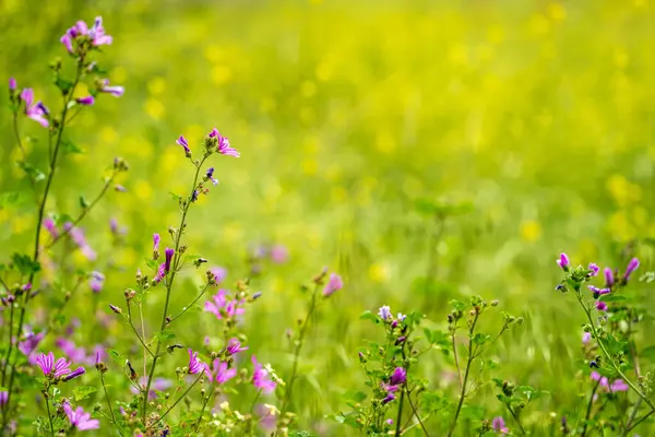 Güneşli bir bahar çayırında canlı mor çiçeklerle açan kır çiçekleri.