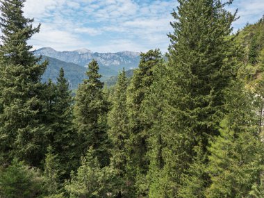 Mavi gökyüzünün altındaki uzak dağlarla çam ormanları manzarası
