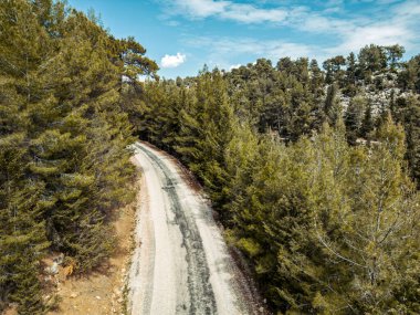 Mavi gökyüzünün altındaki çam ağaçları arasında kıvrımlı kırsal yol