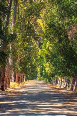 Huzurlu yeşil aşıkların yolu Gokova 'da yüksek okaliptüs ağaçlarıyla dolu.