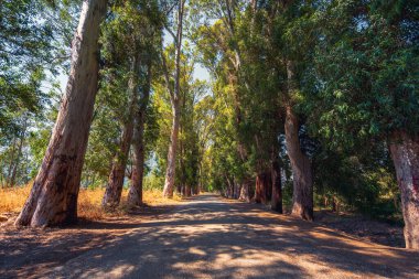 Huzurlu yeşil aşıkların yolu Gokova 'da yüksek okaliptüs ağaçlarıyla dolu.
