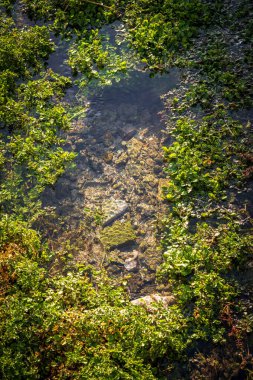 Yeşil yosunlu ve su altında kayalı taze kaynak suyu.