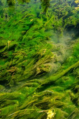 Suyun altında canlı doğal dokuları olan yeşil su bitkileri