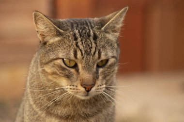 Sıradan bir Avrupa kedisinin portresi. Kedi tüm dünyada popülerdir..