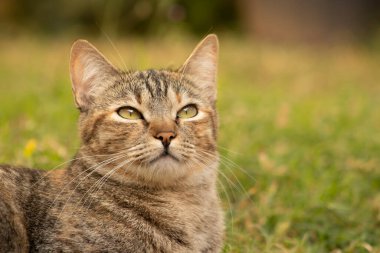 Avrupa 'da Gökyüzünü İzleyen Çimenlikteki Kısa Hava Kedisinin Güzel Portresi. Kedi dünyanın birçok yerinde bulundu..