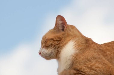 Portre turuncu kedi dinleniyor. Arka planda güzel mavi gökyüzü.