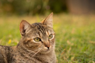 Çimlerin üzerinde yatan Avrupalı Kedi portresi. Bazı bölgelerde Kelt Kedisi olarak da bilinen kedi cinsi tüm dünyada popülerleşmiştir..