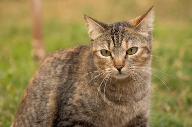 Avrupa 'da yaygın bir kedi, merakını uyandırdı ve onu şüphelendirdi..