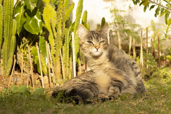 Cat lying in the shade of a garden watching the landscape. Common European cat popular for being docile and found throughout the world, also known as Celtic cat.