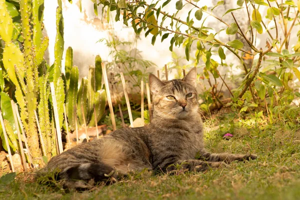 Beautiful cat lying in the shade of a garden watching the landscape. Domestic cats that love nature and are homely. European common cat popular all over the world.