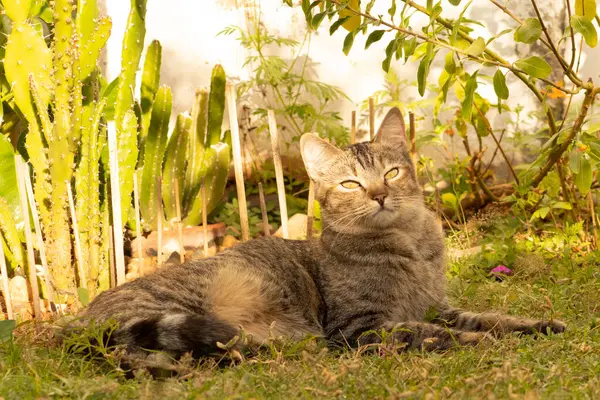 Common European cat lying in the shade of the garden being partially lit by the sun that contracts its pupils.